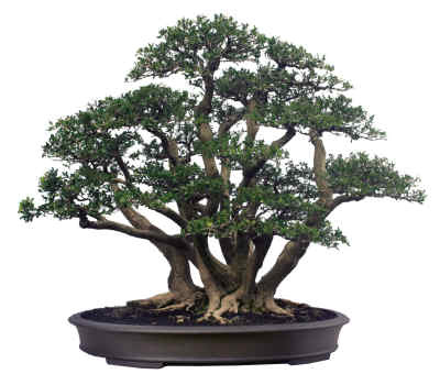 花園 ~里總要有個盆景吧，為什么這么貴？怎么澆水保養？